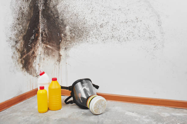 Best Mold Testing and Inspection Services in Hlsboro, IL