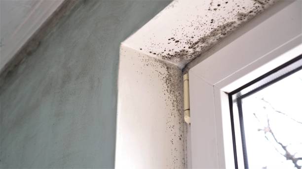 Best HVAC Mold Remediation in Hlsboro, IL