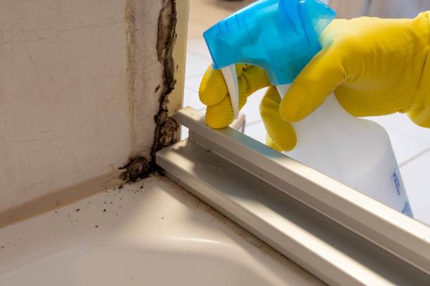 Trusted Hillsboro, IL Mold Remediation Experts