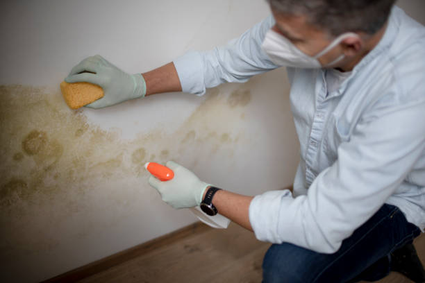 Best Commercial Mold Remediation in Hlsboro, IL