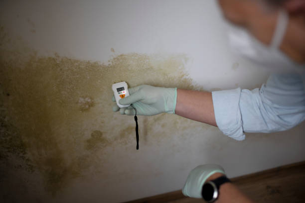 Best Black Mold Remediation in Hlsboro, IL