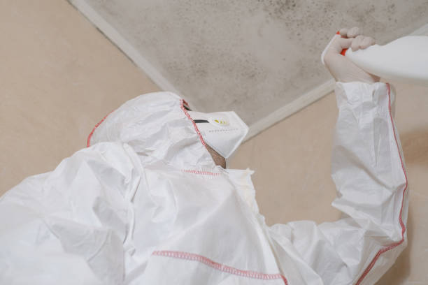 Best Emergency Mold Remediation in Hlsboro, IL