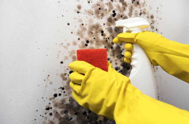 Best Preventive Mold Services in Hlsboro, IL