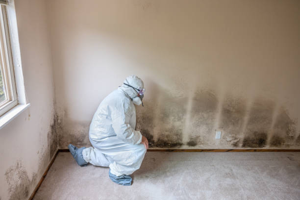 Best Post-Flood Mold Remediation in Hlsboro, IL