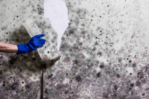 Best Basement Mold Remediation in Hlsboro, IL